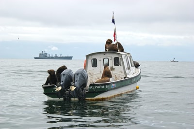 海豹突击队在白色和绿色的船

